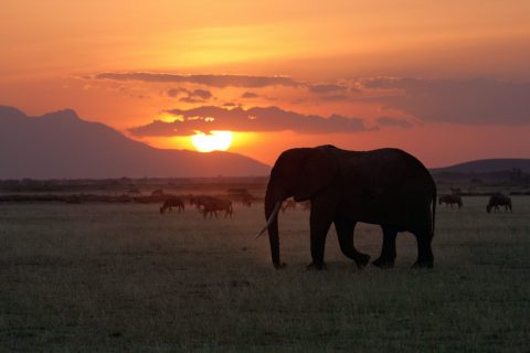 African_Sunset_With_Elephant