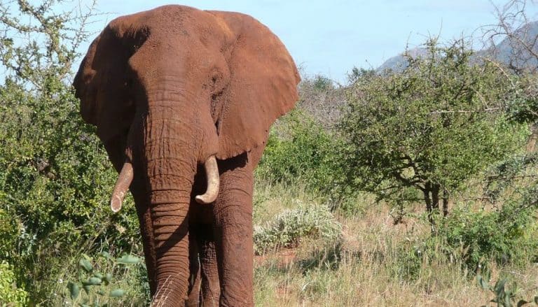 elephant
